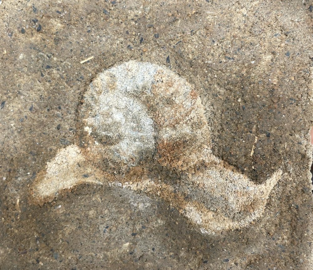 Fossil — image 1